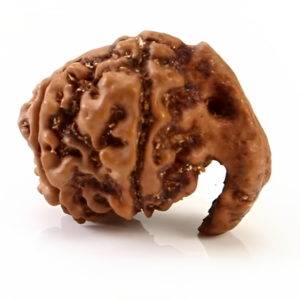 Ganesh Rudraksha-Jitu Astrology