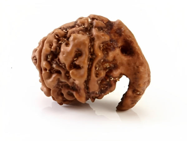 Ganesh Rudraksha-Jitu Astrology