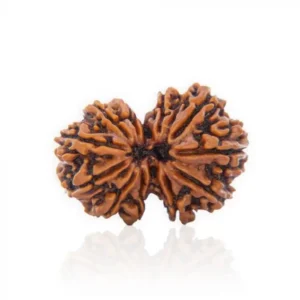 Gauri Shankar Rudraksha-Jitu_Astrology