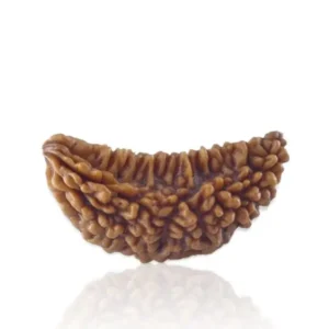 1 Mukhi Rudraksha-Jitu Astrology