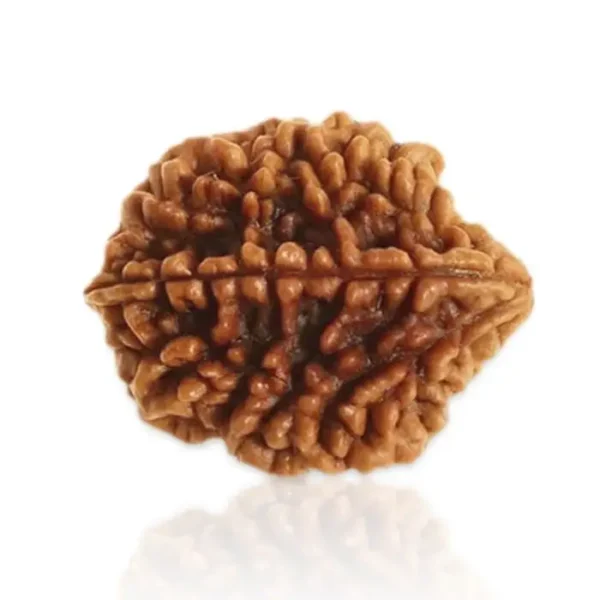 2 Mukhi Rudraksha-Jitu_Astrology