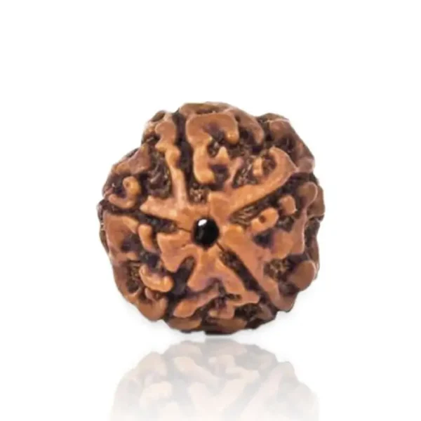 5 Mukhi Rudraksha-Jitu-Astrology