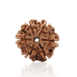 6 Mukhi Rudraksha-Jitu-Astrology